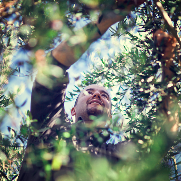 Olivenernete und Kaltpressung